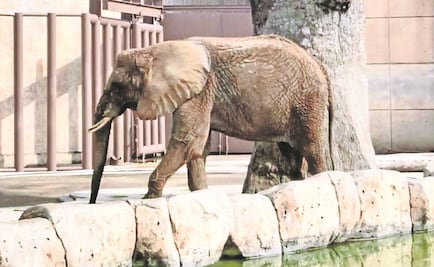 Activistas llaman a evitar muerte de Ely