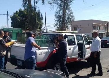 Profepa atiende a pelícanos por “golpe de calor” en BC