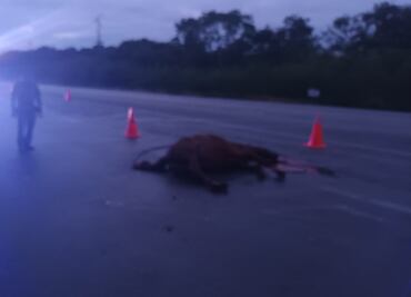 Caballo muere al impactarse contra una camioneta en carretera de Yucatán