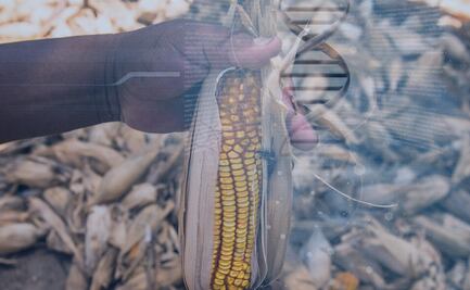 Transgénicos: la polémica en la agricultura andina