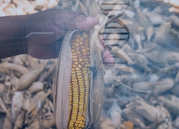 Transgénicos: la polémica en la agricultura andina