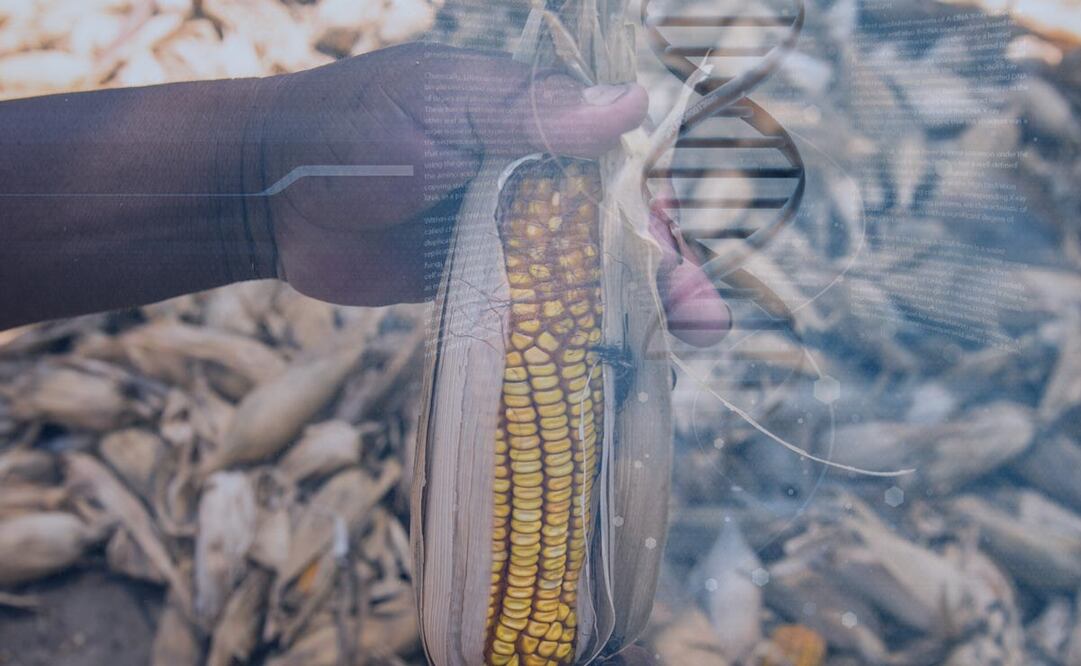 Transgénicos: la polémica en la agricultura andina