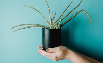 Cómo usar el aloe vera para aliviar las quemaduras del sol