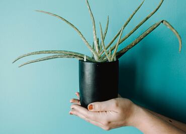 Cómo usar el aloe vera para aliviar las quemaduras del sol