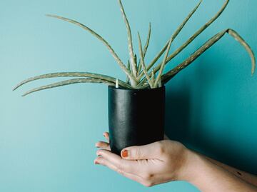 Cómo usar el aloe vera para aliviar las quemaduras del sol