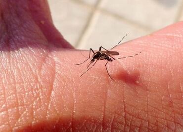 Investigadores de EU trabajan en vacuna contra chikungunya