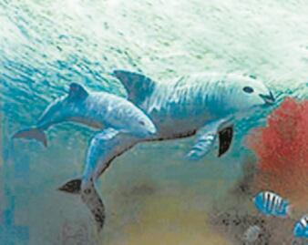 Inminente extinción de la vaquita marina