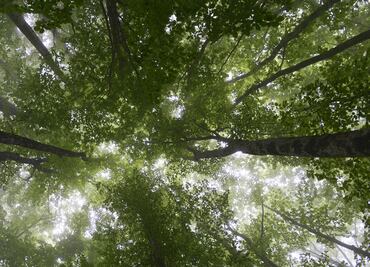 La Tierra posee más bosques que hace 35 años, pero no es una buena noticia