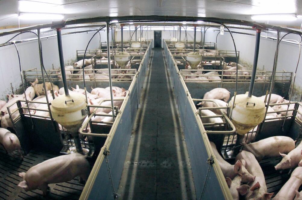 Ganadería porcina. Se produjeron 875 mil toneladas de carne de puerco en México durante 2016, de acuerdo con datos oficiales (ARCHIVO EL UNIVERSAL)