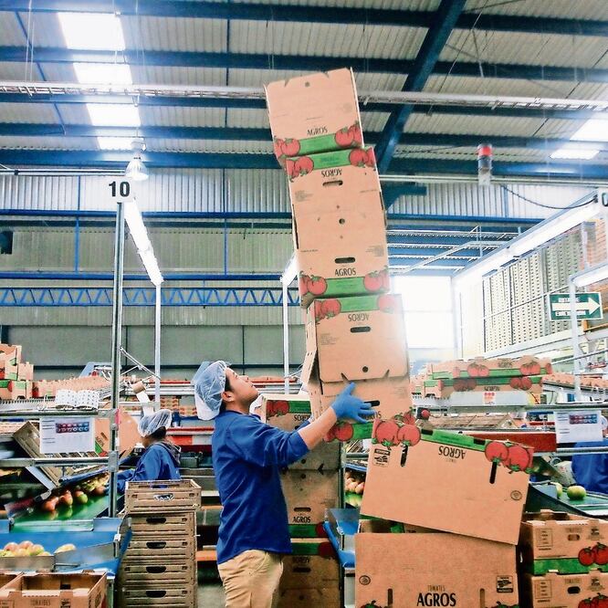 En los últimos 20 años, el comercio del jitomate se hizo con precios mínimos de venta que fijaron mexicanos y estadounidenses. ARCHIVO EL UNIVERSAL