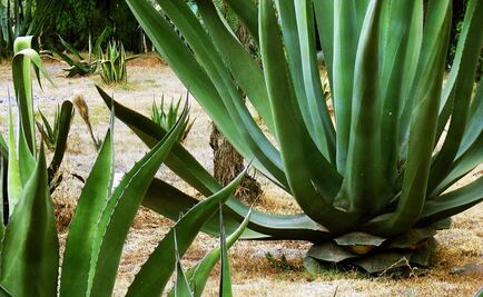 Exportaciones del mezcal crecen 20% en 2018