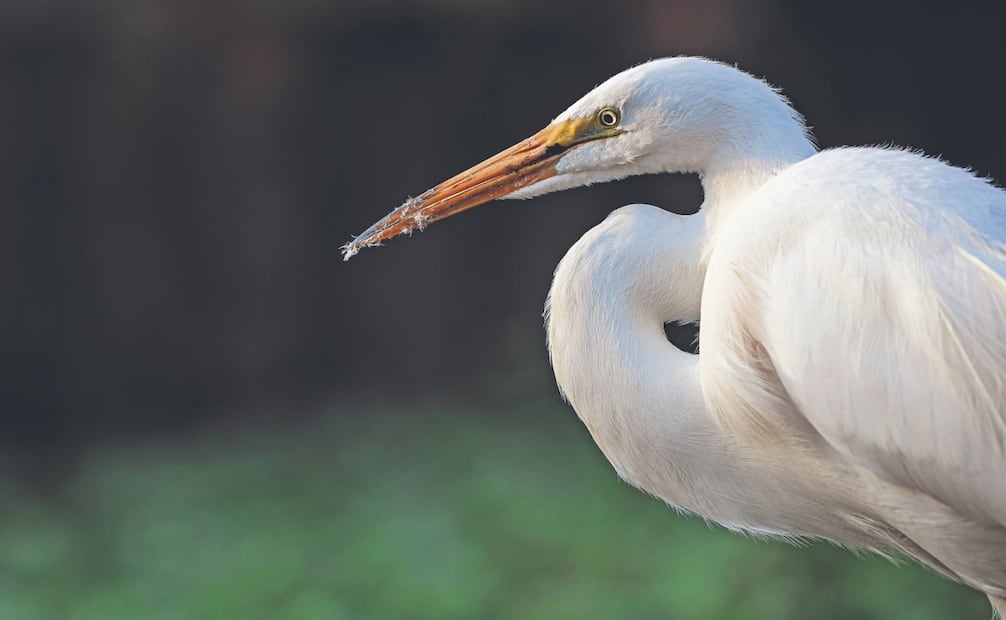 El pelícano es una especie que voluntariamente se está quedando en los canales, contrario a otros animales y plantas introducidas. Foto: Gabriel Pano/ EL UNIVERSAL