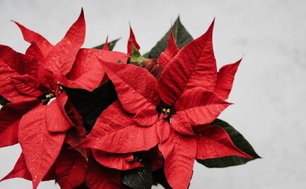 El secreto para que la flor de Nochebuena "sobreviva" después de las fiestas