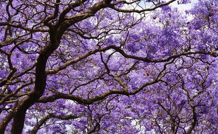 Jacarandas: curiosidades y lugares en CDMX para contemplarlas