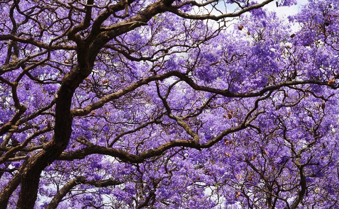 Las famosas jacarandas se pueden apreciar durante los meses de marzo y abril en México. Foto: iStock