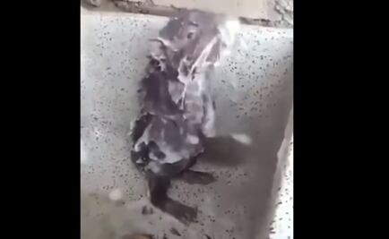 Se hace viral video de una "rata bañándose", pero ¿qué dice la ciencia?  