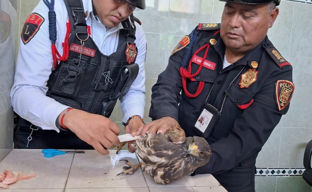 Autoridades de la CDMX resguardaron a un águila que se encontraba lesionada. Foto: tomada de la cuenta de X de @PBI_SSC