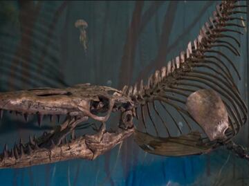 Hallazgo de fósil puede explicar la extinción de los dinosaurios