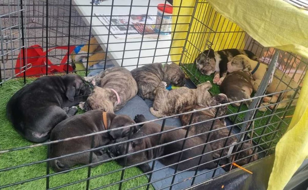 Sedema clausura Balneario de San Juan de Aragón; detectan consumo de alcohol y venta de animales.
Foto: Especial.