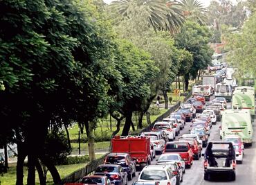Retirarán 685 árboles por L7 del Metrobús