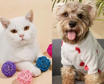 Estos son los mejores regalos de Navidad para tu mascota 