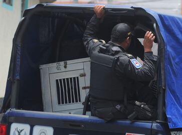 PGJ investiga muerte de niña atacada por perros pitbull