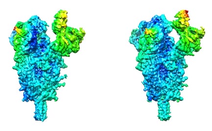 Covid-19: Detectan claves de la flexibilidad del coronavirus SARS-CoV-2