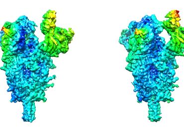 Covid-19: Detectan claves de la flexibilidad del coronavirus SARS-CoV-2