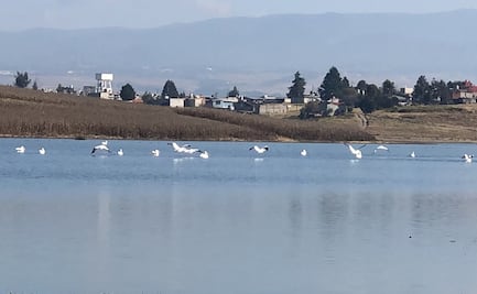 Arriban pelícanos a la presa alzate en Toluca