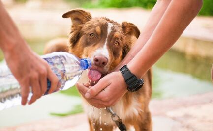 5 tips para mantener fresca a tu mascota en esta temporada de calor
