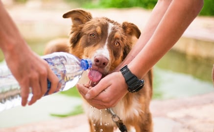 5 tips para mantener fresca a tu mascota en esta temporada de calor