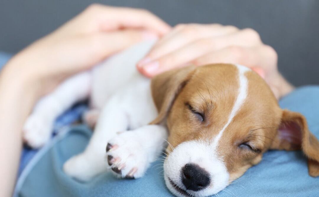 Los perros tienen sentidos muy desarrollados y pueden percibir amenazas en su entorno. Fuente: Freepik.