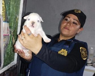 PAOT suma más de mil rescates de perros y gatos en CDMX