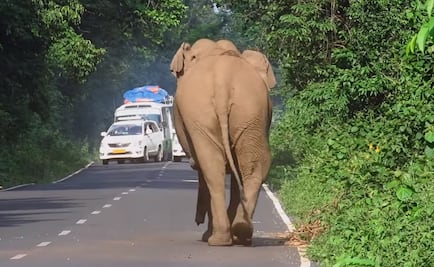 Elefante detiene el tránsito para proteger a su familia 