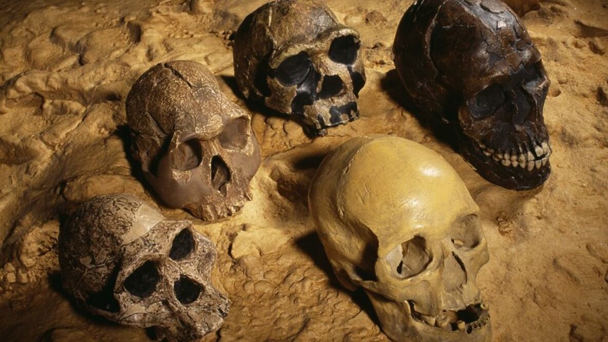 Los cerebros de los humanos modernos (el de arriba y el de abajo a la derecha) son más grandes que los de nuestros más antiguos antepasados. ¿Influyó el control del fuego en el crecimiento del cerebro? Foto: Science Photo Library