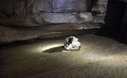 Abby, la perrita que sobrevivió casi 60 días sola y sin comida en una caverna en EU