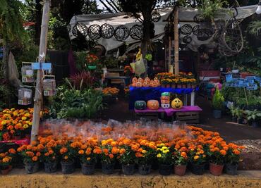 "Ya no es tan rentable", dicen productores de cempasúchil de Xochimilco