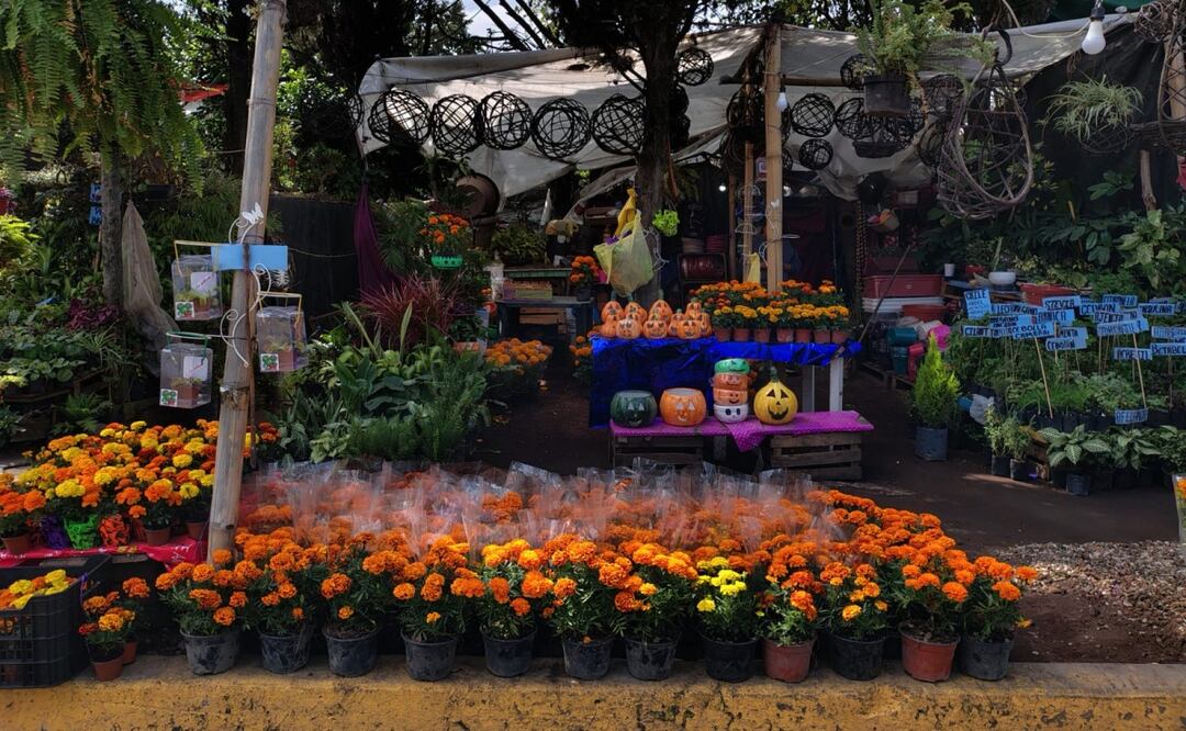 "Ser rentable ya no lo es tanto": productores de cempasúchil enfrentan caída en ventas. Foto: Arantxa Meave