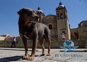Adoptan a “Mazapán”, el perro más famoso de Oaxaca