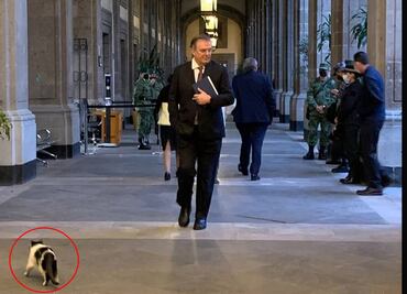"Panda" roba cámara a Ebrard; reaparecen los gatitos fifís de Palacio Nacional