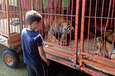 Cirqueros ignoran destino de animales 