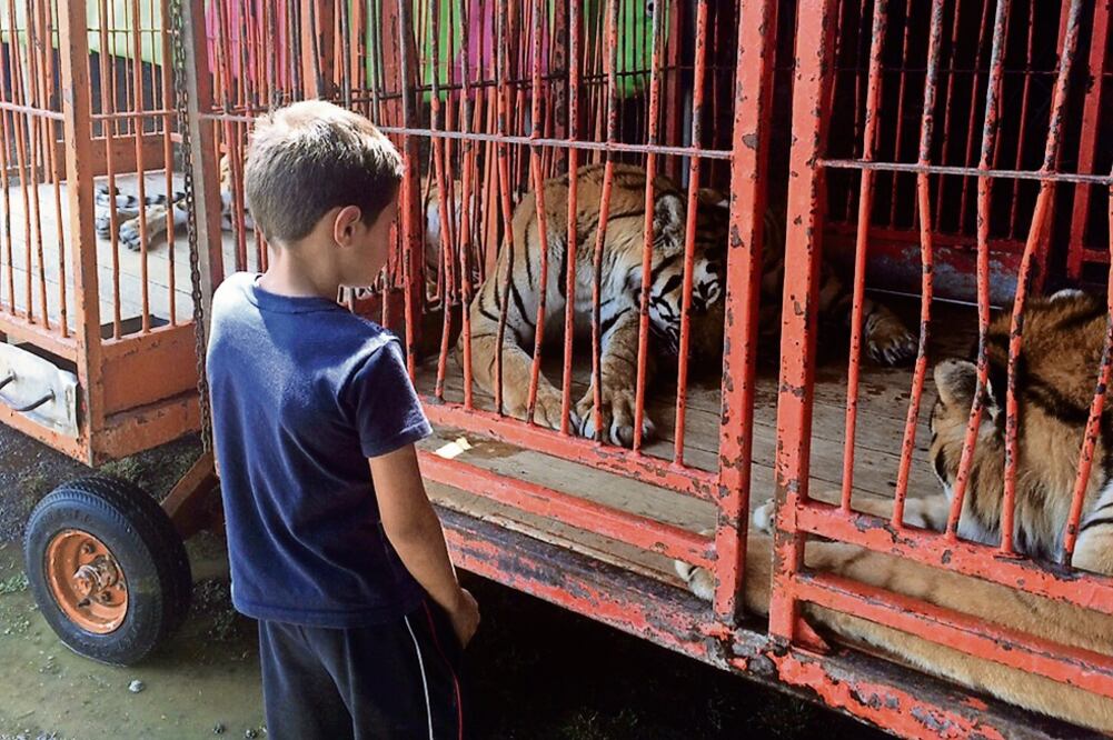 El líder de los cirqueros señala que 50 ejemplares quedaron en ranchos en Lagos de Moreno y León, en Jalisco y Guanajuato, respectivamente, propiedad de dueños de empresas del ramo
