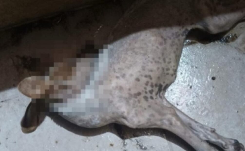 Perros envenenados en Yucatán (20/11/2025). Foto: Especial