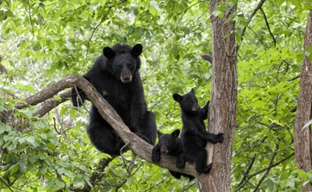 Oso negro: 12 datos sobre una especie en peligro que vive en México