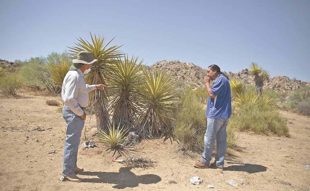 El robo de la planta nativa del estado es histórico, expl ican ejidatario s, pero se ha intensificado en los últimos dos años, acusan. Fotos: OMAR MARTÍNEZ. CUARTOSCURO