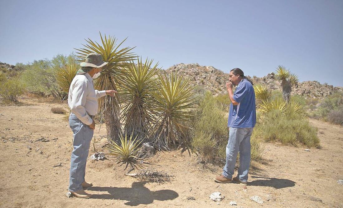 El robo de la planta nativa del estado es histórico, expl ican ejidatario s, pero se ha intensificado en los últimos dos años, acusan. Fotos: OMAR MARTÍNEZ. CUARTOSCURO