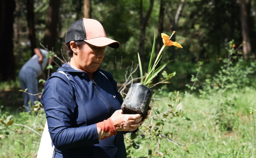Reforestan Área Natural Protegida La Loma; plantan 490 ejemplares nativos para restaurar ecosistemas. Foto: Especial
