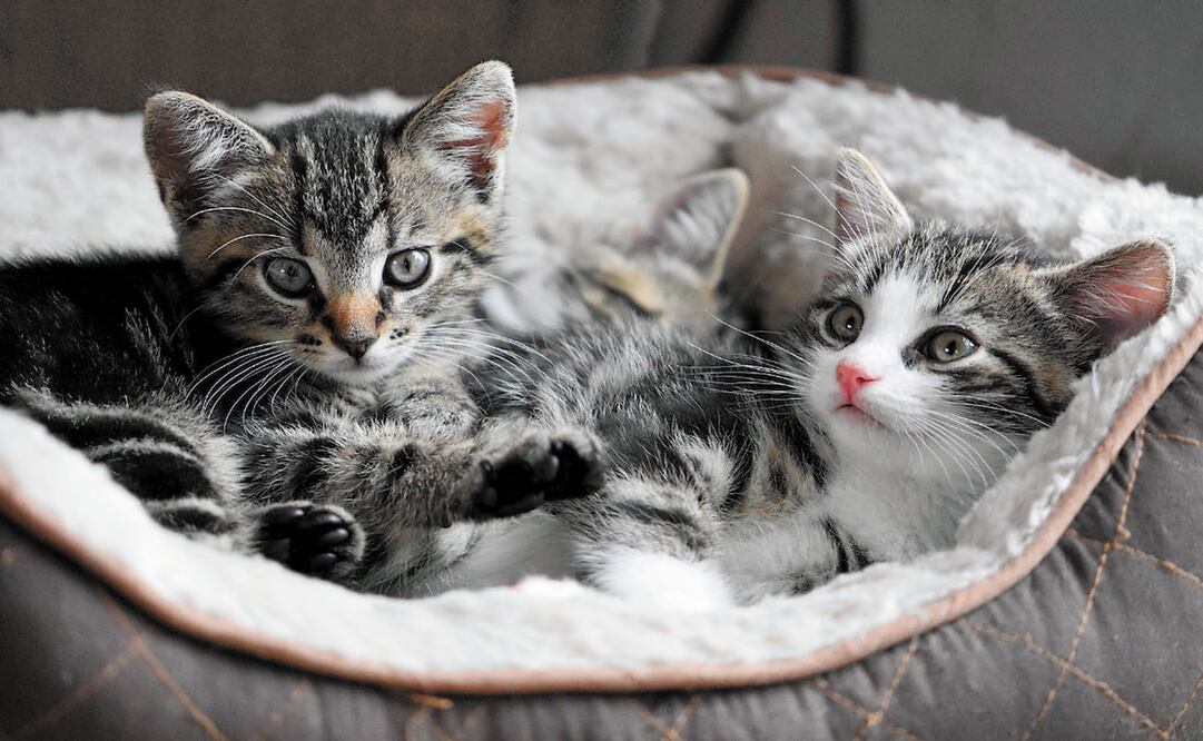 Los gatos son criaturas extraordinarias, pero también tienen algunos comportamientos extraños - Foto: /