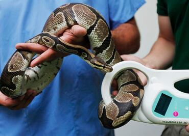 Detienen a pareja en EU por maltrato contra al menos 240 animales exóticos