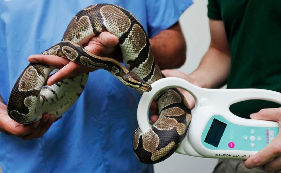 Entre los animales encontrados había 37 aves y 31 serpientes, además de conejos, cerdos y perros. Foto: AP